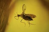 Detailed Fossil Fly (Diptera) In Baltic Amber #87079-1